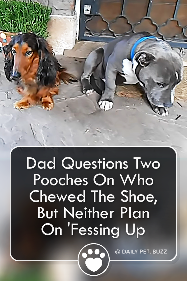 Dad Questions Two Pooches On Who Chewed The Shoe, But Neither Plan On \'Fessing Up