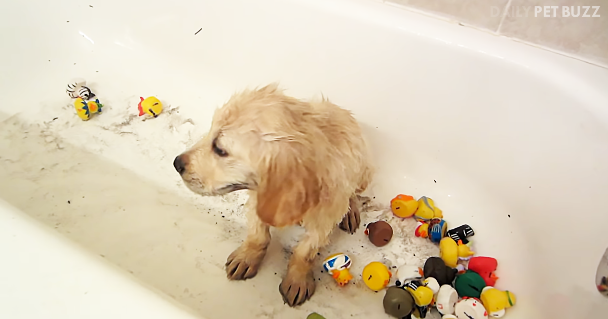 Golden Retriever Puppy, Cooper, Gets All Muddied Up On First Playdate