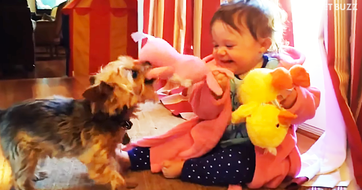 Cute Compilation Video Shows How Gentle And Funny Dogs Are Playing Tug-Of-War With Babies