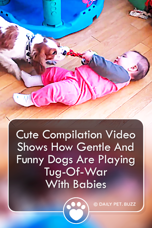 Cute Compilation Video Shows How Gentle And Funny Dogs Are Playing Tug-Of-War With Babies