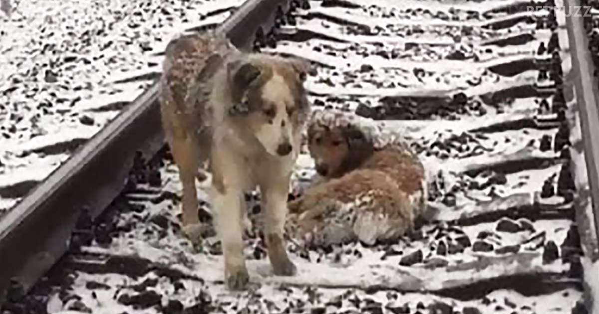Heroic Dog Spends TWO Days Protecting Injured Pal Lying On Frozen Railway Tracks