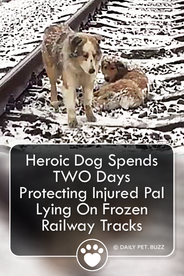 Heroic Dog Spends TWO Days Protecting Injured Pal Lying On Frozen Railway Tracks