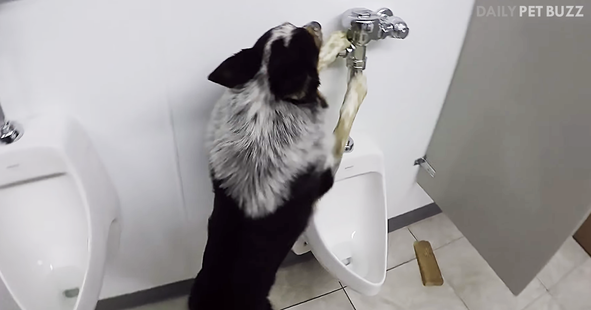 This Clever And Talented Pooch Has Learned How To Use A Urinal – He Can Even Flush