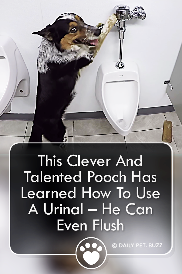 This Clever And Talented Pooch Has Learned How To Use A Urinal – He Can Even Flush