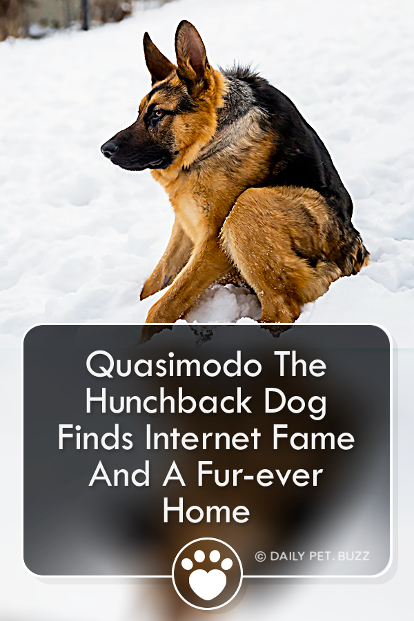 Quasimodo The Hunchback Dog Finds Internet Fame And A Fur-ever Home