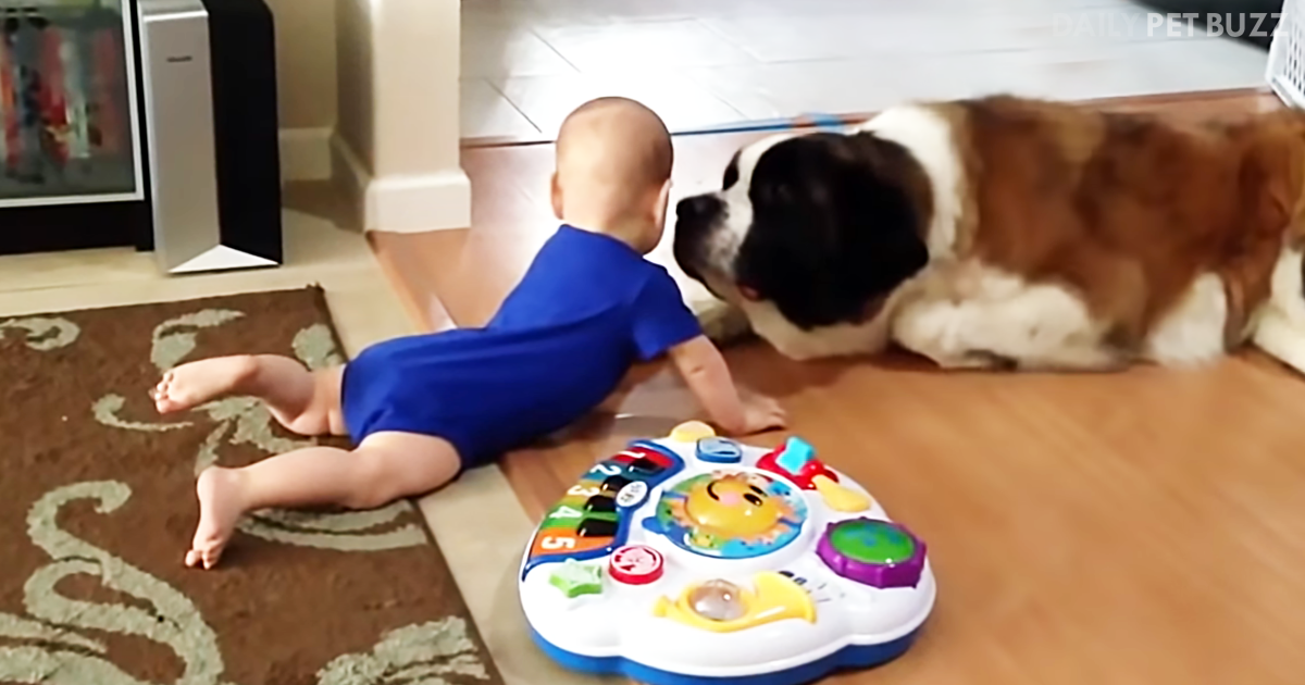 This Compilation Of Big Dogs And Babies Will Leave You Smiling And Laughing