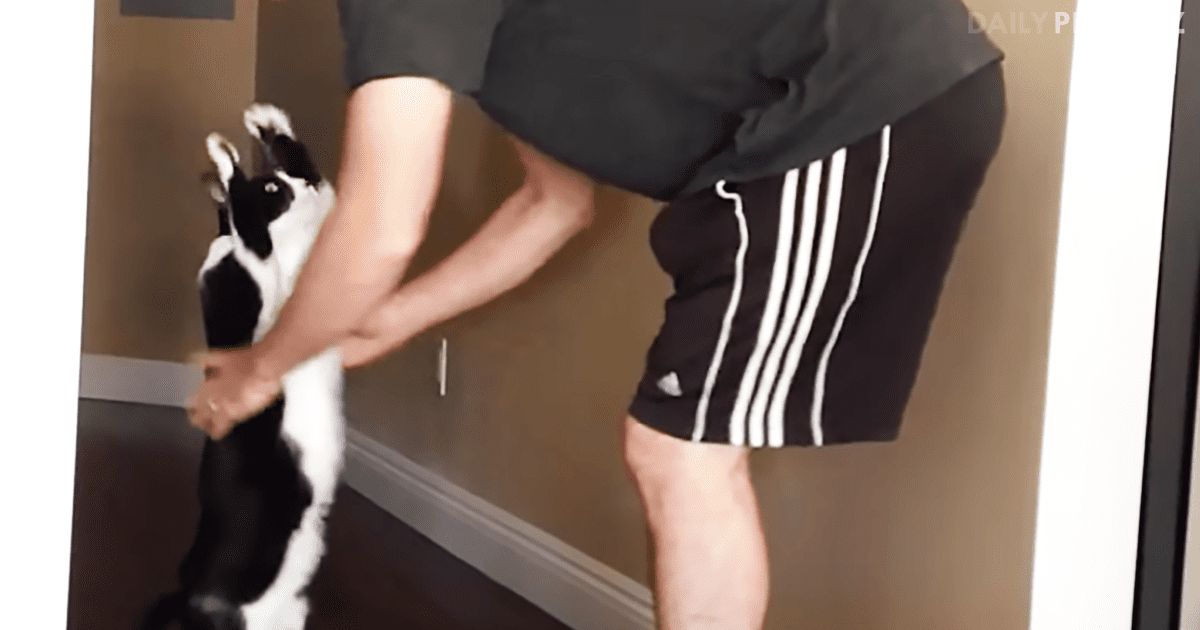 This Cat Can Really Stretch, Especially When He Needs A Hug
