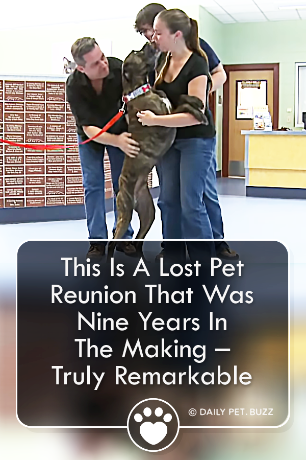 This Is A Lost Pet Reunion That Was Nine Years In The Making – Truly Remarkable
