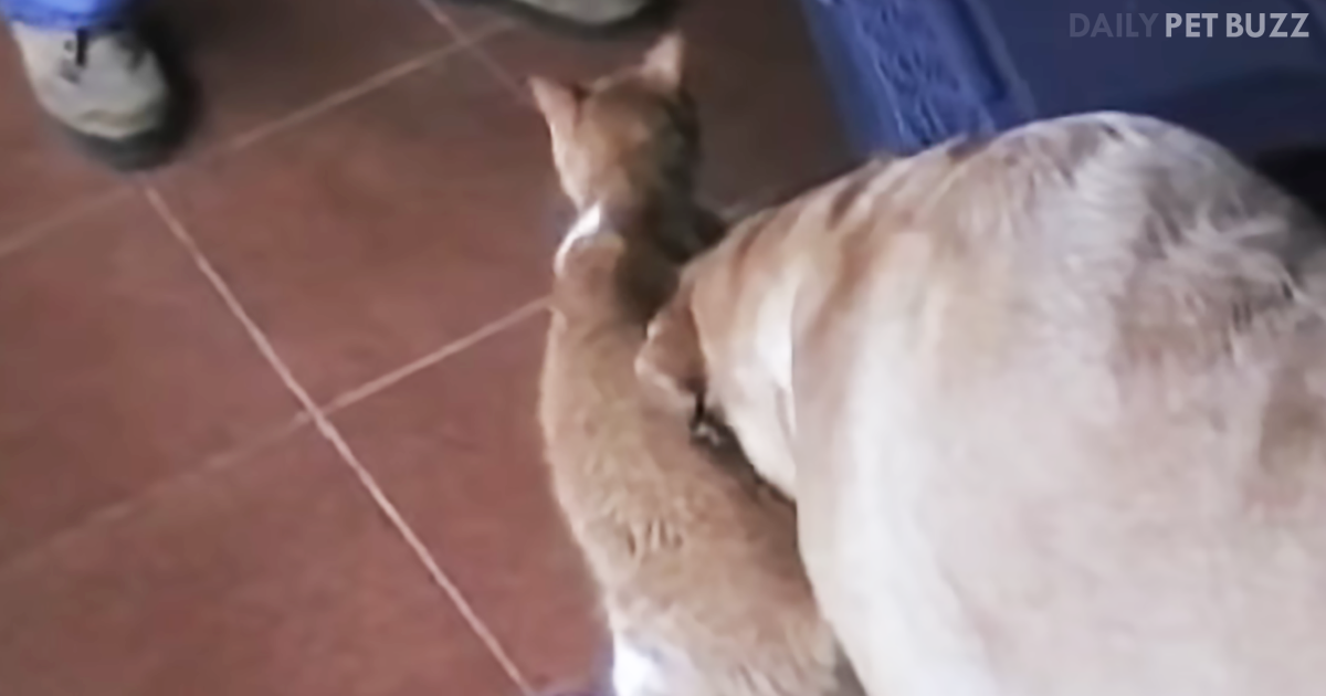 Camilla The Labrador Anxiously Awaits Her Kitten Best Friend To Come Home From The Doctor