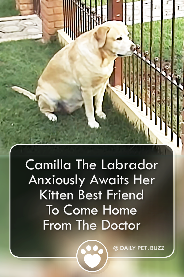 Camilla The Labrador Anxiously Awaits Her Kitten Best Friend To Come Home From The Doctor