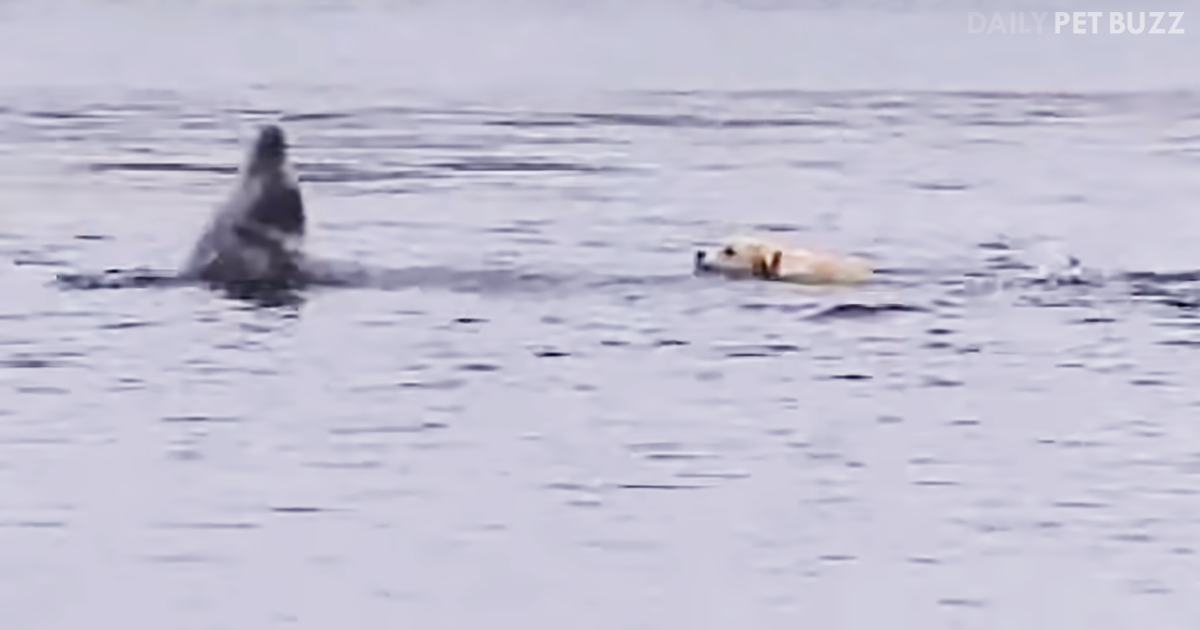 On A Small Island In Ireland There Lives A Labrador Whose Best Friend Is A Dolphin