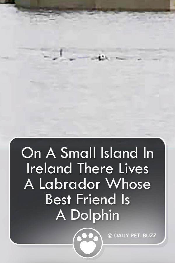 On A Small Island In Ireland There Lives A Labrador Whose Best Friend Is A Dolphin