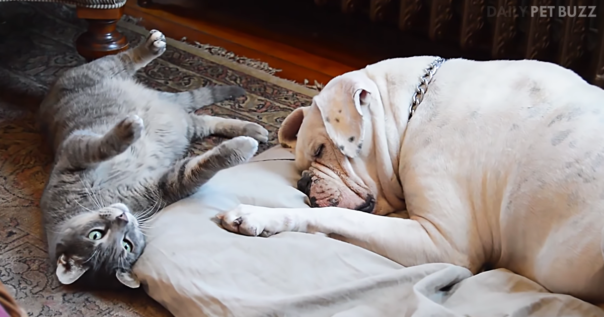 Sadie The Bulldog Just Wants A Nap But Frankie The Cat Has Other Plans