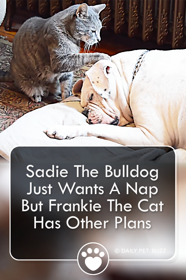 Sadie The Bulldog Just Wants A Nap But Frankie The Cat Has Other Plans