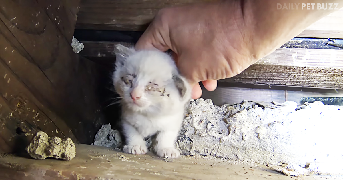 Hope For Paws Has Some Tiny Paws To Save In This Kitten Rescue