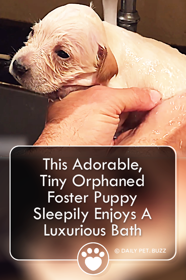 This Adorable, Tiny Orphaned Foster Puppy Sleepily Enjoys A Luxurious Bath