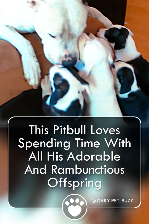 This Pitbull Loves Spending Time With All His Adorable And Rambunctious Offspring