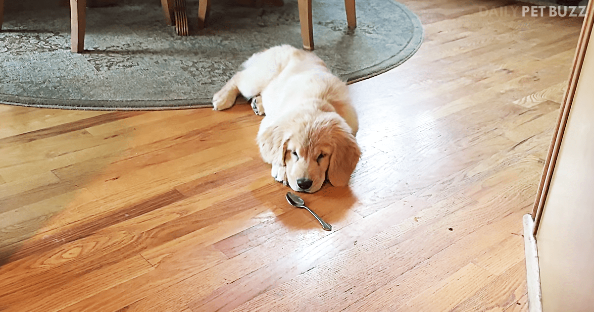 Golden Retriever Puppy Is Infatuated With The Cutie In The Spoon