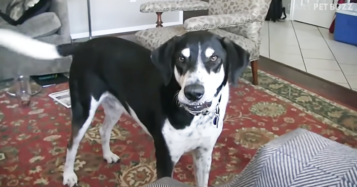 This Dog Is All Sorts Of Funny When Dad Tells Him He Has Brought Him Home A Sister