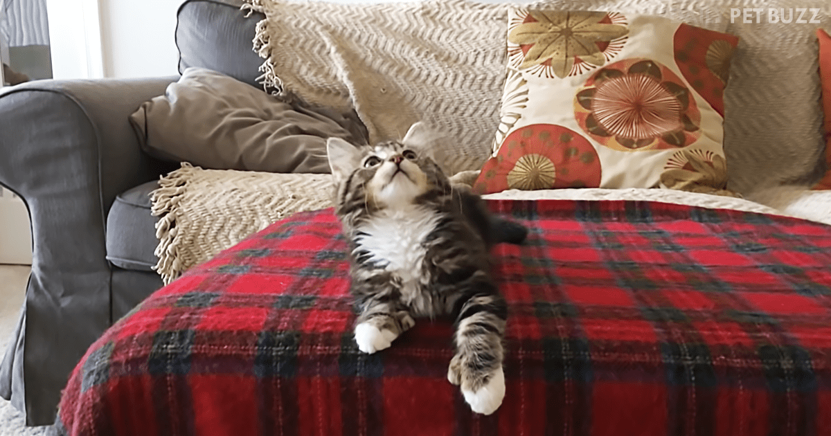 Winnie The Kitten Bopping To 'Uptown Funk' Is All You Need For A Smile