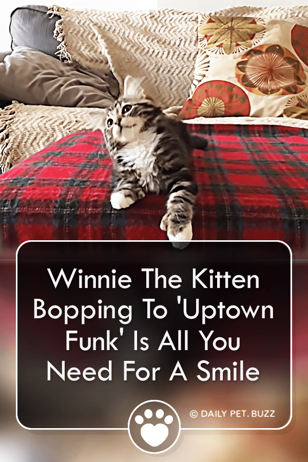 Winnie The Kitten Bopping To \'Uptown Funk\' Is All You Need For A Smile