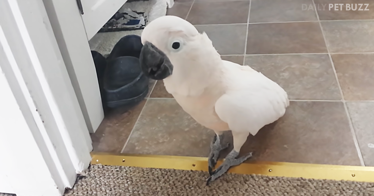 Cockatoo Spins Quite The Tale When Snitching On The Cat To Dad