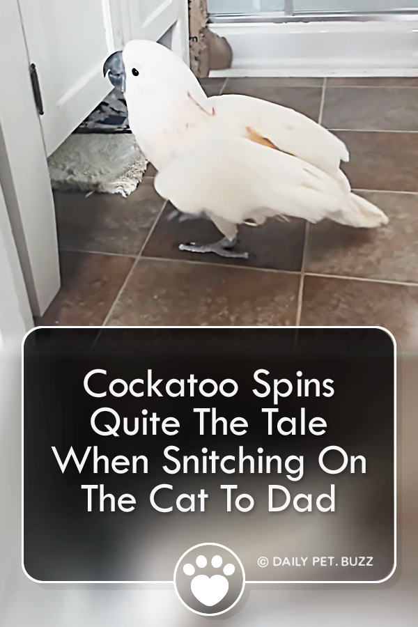 Cockatoo Spins Quite The Tale When Snitching On The Cat To Dad