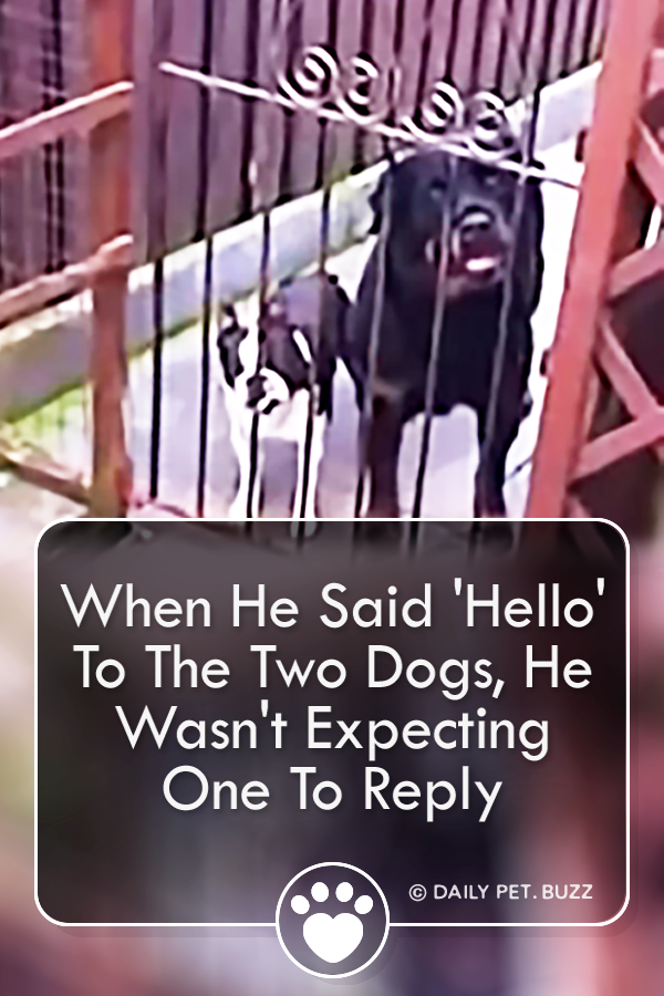 When He Said \'Hello\' To The Two Dogs, He Wasn\'t Expecting One To Reply