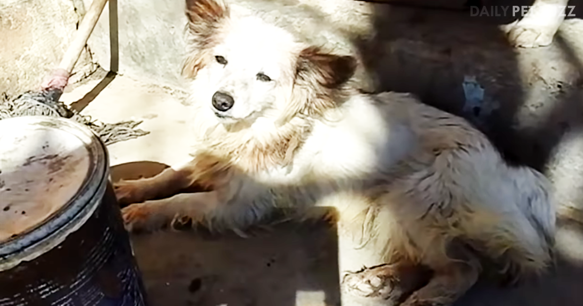 Cola Had Never Even Had A Bath When She Was Rescued, But Her Transformation Is Stunning
