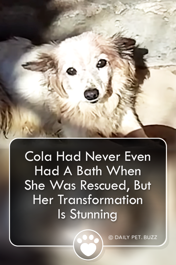 Cola Had Never Even Had A Bath When She Was Rescued, But Her Transformation Is Stunning