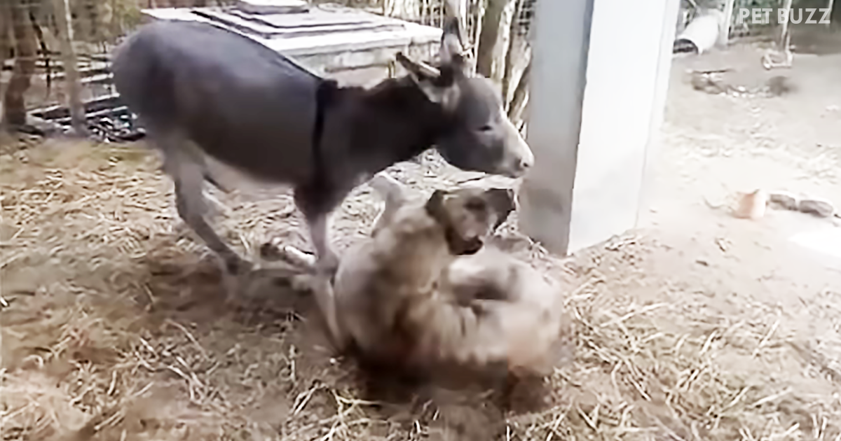 Unwell Dog Separated From His Friends Finds New Best Buddy In A Donkey