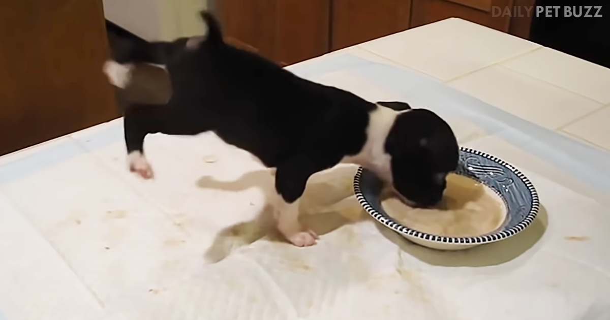 Hilarious Boston Terrier Puppy Really Flips For His Dinner