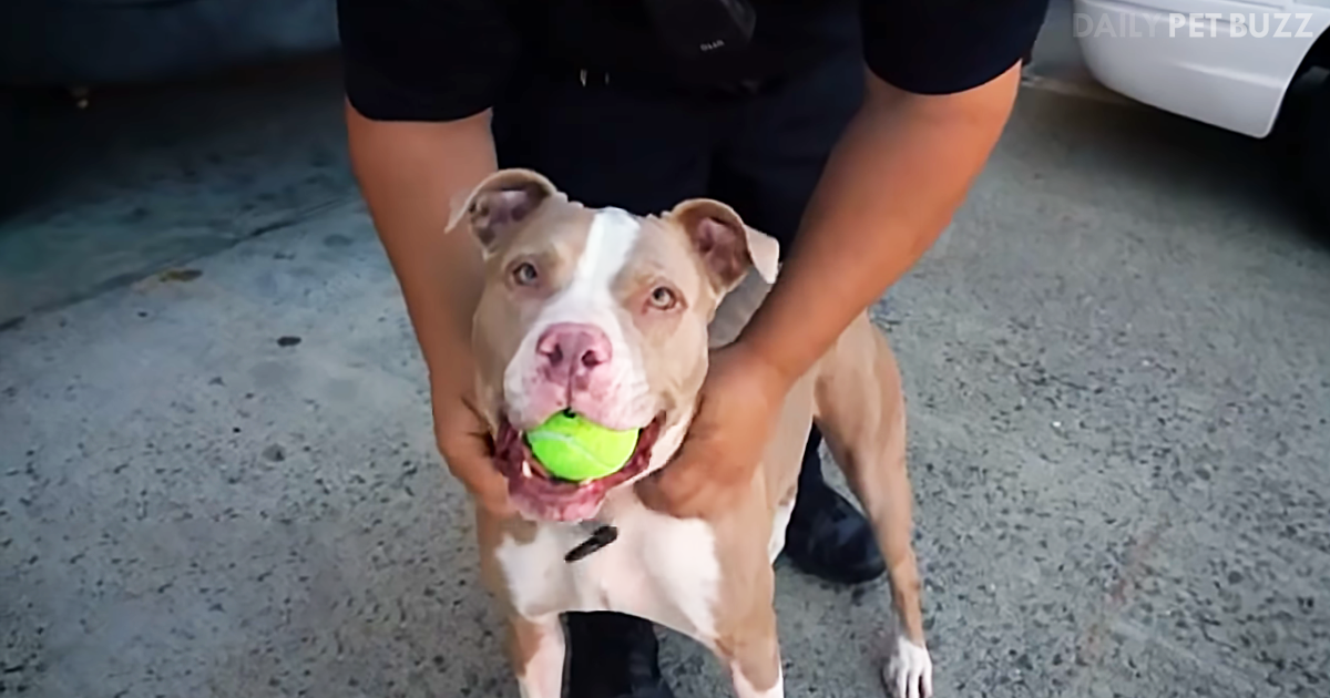 Pitbull Chained Outside In The Snow Cries For Help – Now Check Out Her Unlikely New Job