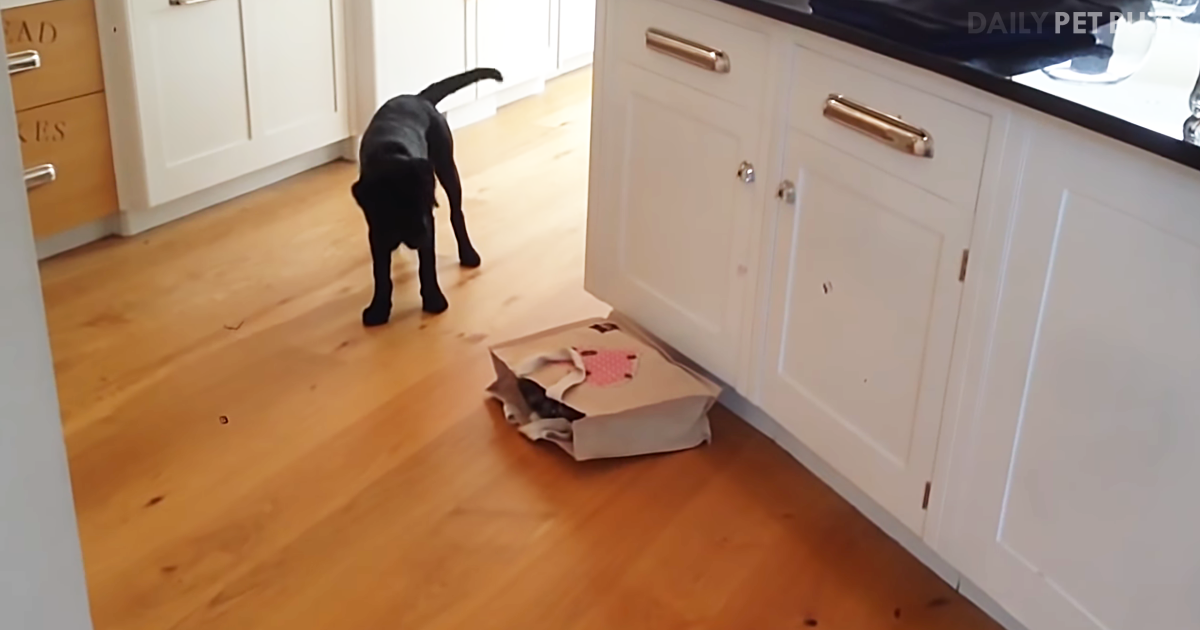 This Video Shows Why You Shouldn't Ever Let The Cat Out Of The Bag