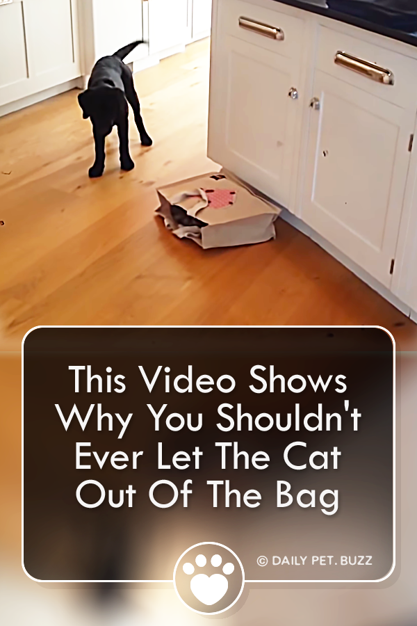 This Video Shows Why You Shouldn\'t Ever Let The Cat Out Of The Bag