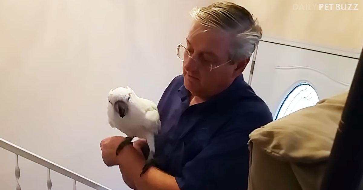 Cockatoo Goes Absolutely Bonkers When His Human Dad Comes Home