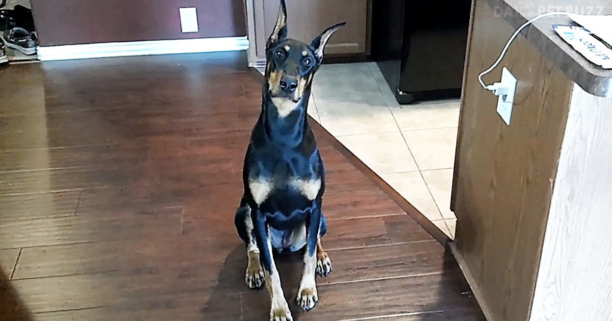 This Exceptionally Clever Doberman Is Sure To Impress With Her Obedience