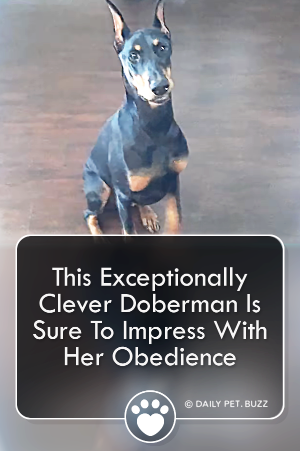 This Exceptionally Clever Doberman Is Sure To Impress With Her Obedience