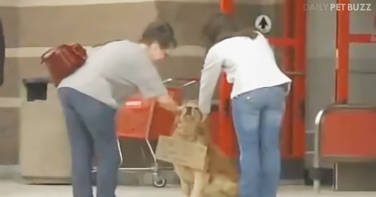 A Dog Waits Outside A Target With A Sign Around His Neck, Stunning Shoppers When They Read It