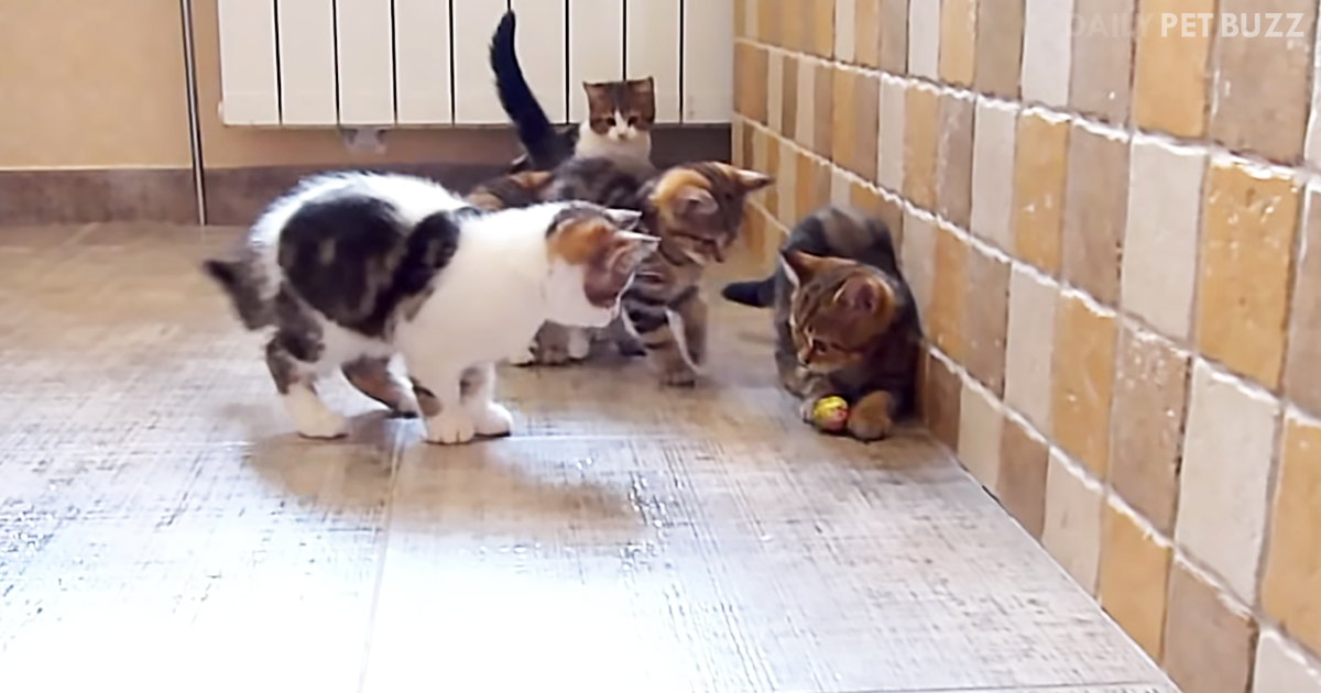 They Call It The Beautiful Game And It Is Even Better When It Is Kittens Playing