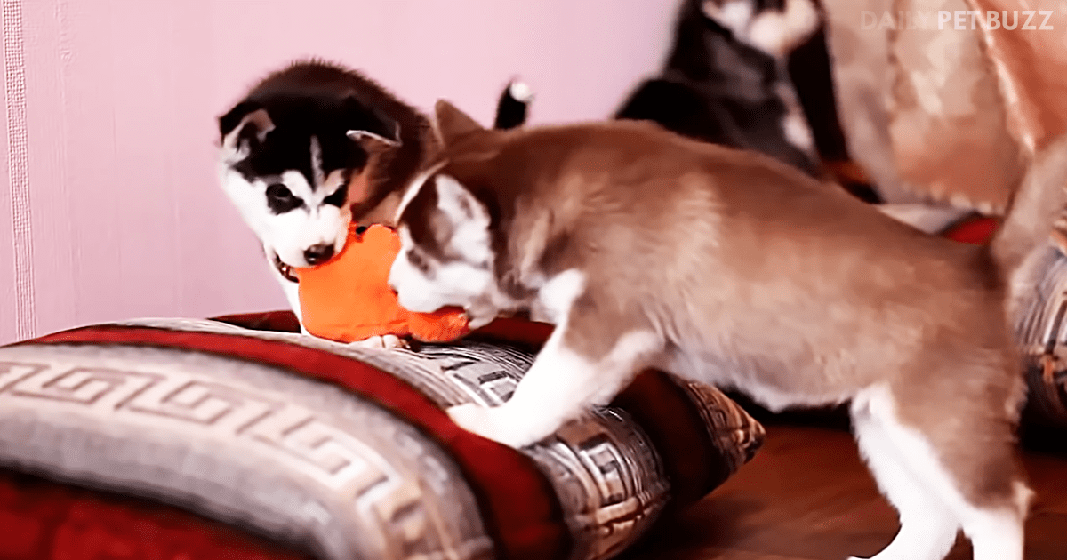 Mama Husky Has To Interfere When Her Pups Are 'Fighting' Over A Toy