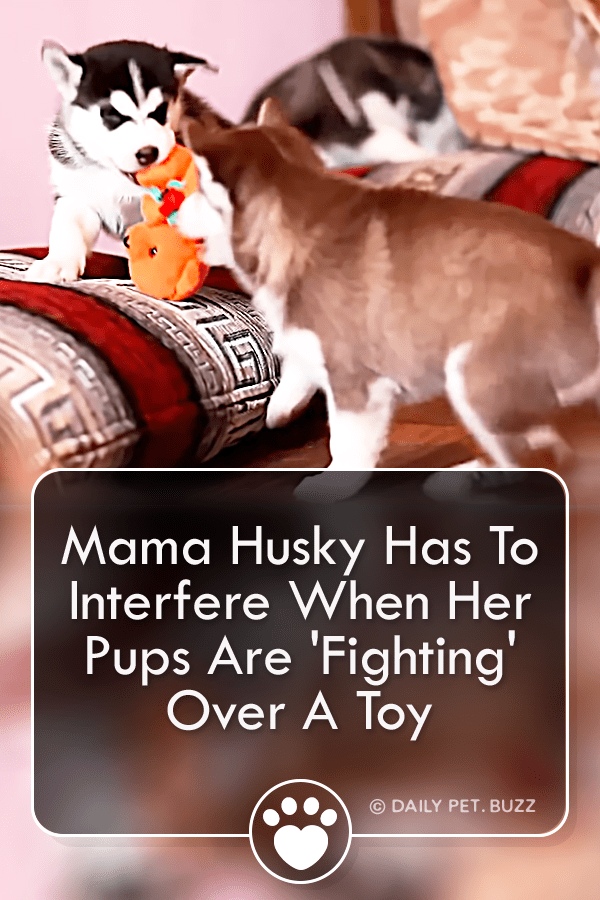 Mama Husky Has To Interfere When Her Pups Are \'Fighting\' Over A Toy