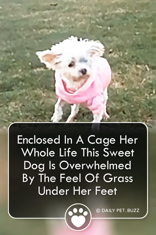 Enclosed In A Cage Her Whole Life This Sweet Dog Is Overwhelmed By The Feel Of Grass Under Her Feet