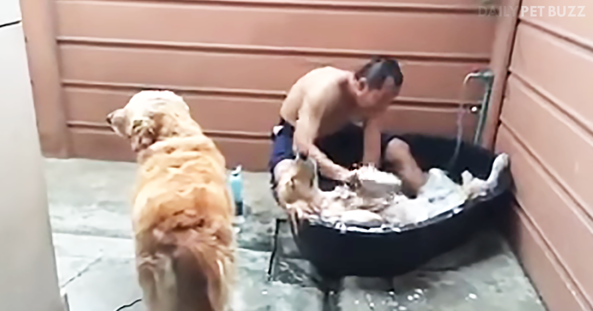 Dogs Waits His Turn For What Looks Like The Best Dog Spa Ever