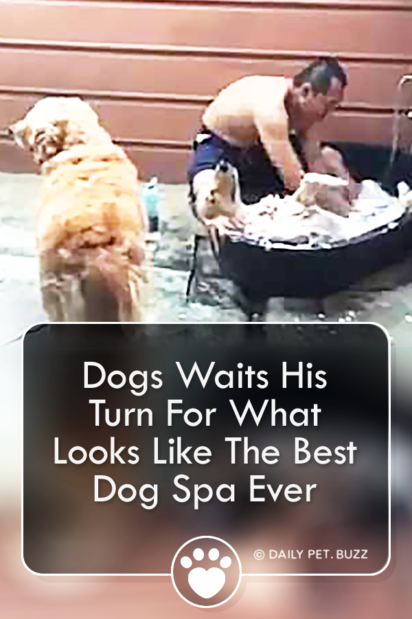 Dogs Waits His Turn For What Looks Like The Best Dog Spa Ever