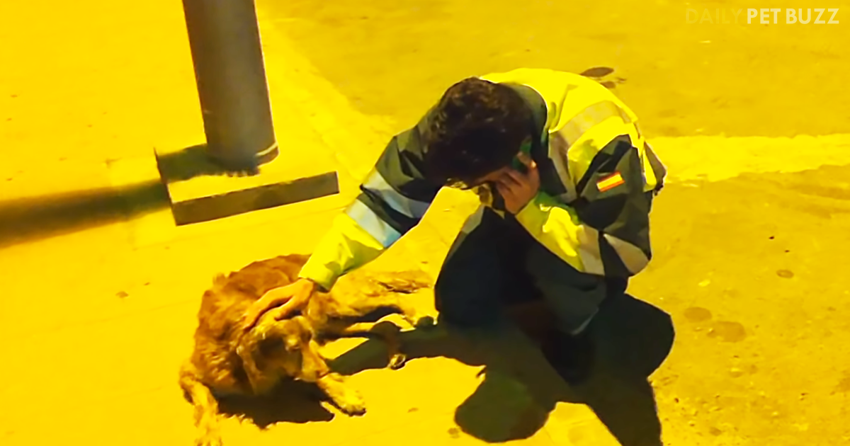 Traffic Officer Refuses To Leave The Side Of Injured Dog On Side Of The Road In Spain