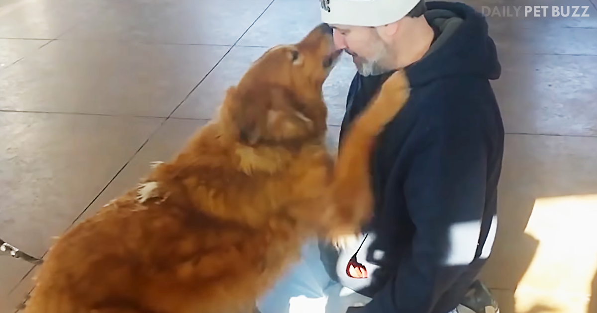 This Is A Compilation Of The Heartwarming Moments When Lost Dogs Have Found Their Way Home