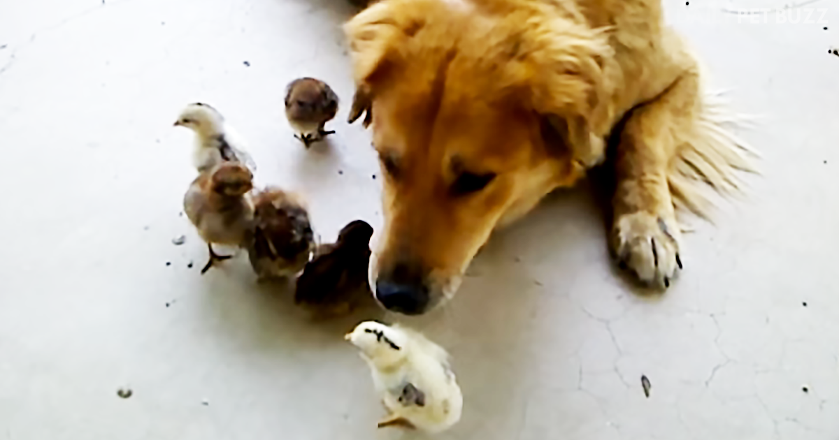 When Ten Baby Chicks Appeared In The Yard One Day, This Adorable Retriever Was Keen To Adopt Them