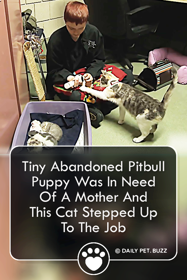 Tiny Abandoned Pitbull Puppy Was In Need Of A Mother And This Cat Stepped Up To The Job