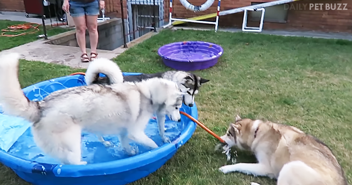 Three Huskies And Three Filled Plastic Pool – Now That Is A Party